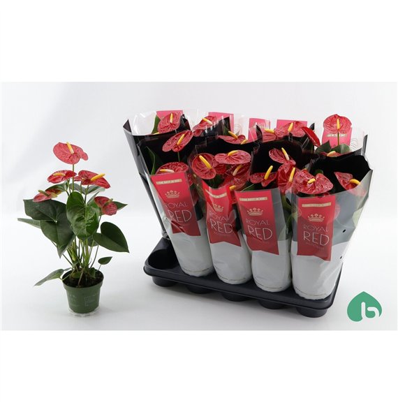 Anthurium andr  royal champion Anthu An Red Royal 4+ 45cm 12cm Q475