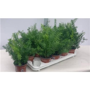 Asparagus densifl  sprengeri Sprengeri 35cm 12cm Q484