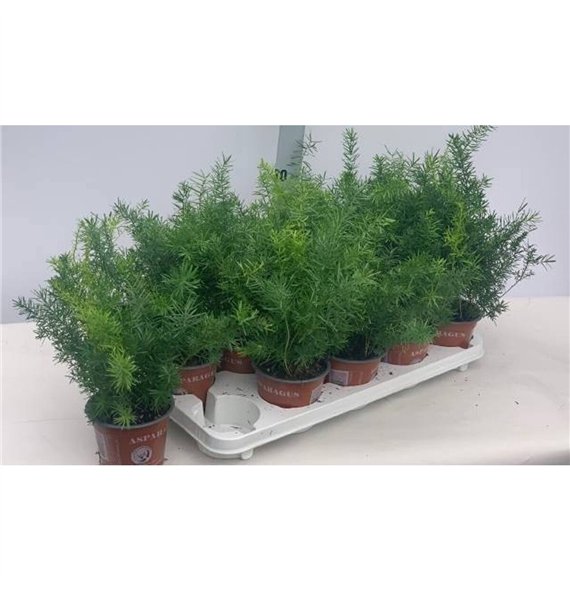 Asparagus densifl  sprengeri Sprengeri 35cm 12cm Q484