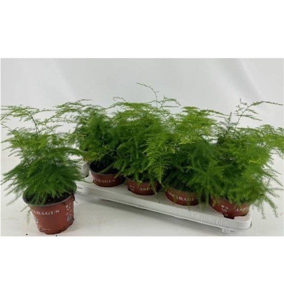 Asparagus setaceus 25cm 12cm Q485