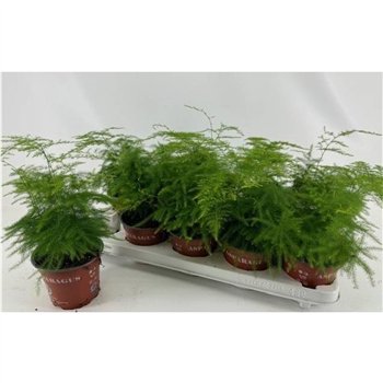 Asparagus setaceus 25cm 12cm Q486