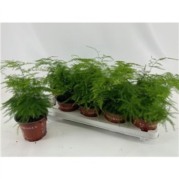 Asparagus setaceus Aspar Setaceus 35cm 12cm Q487