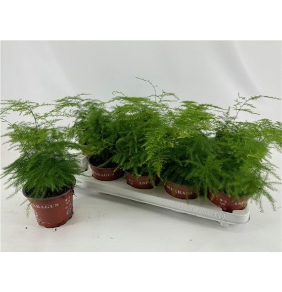 Asparagus setaceus Aspar Setaceus 35cm 12cm Q487
