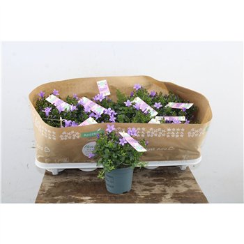 Campanula port  ambella lavender Port Lavender 17cm 10.5cm Q1012