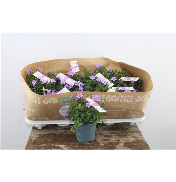 Campanula port  ambella lavender Port Lavender 17cm 10.5cm Q1012