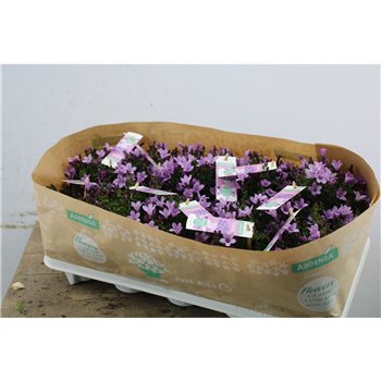 Campanula ambella pink 17cm 10.5cm Q1014
