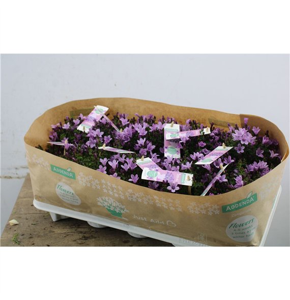 Campanula ambella pink 17cm 10.5cm Q1014