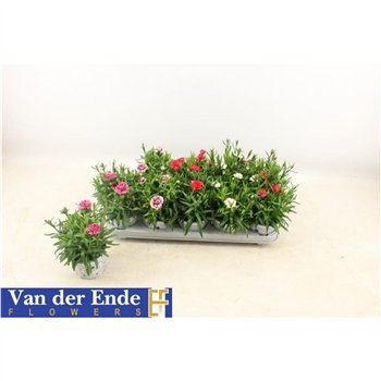 Dianthus oscar mix 20cm 12cm Q1277