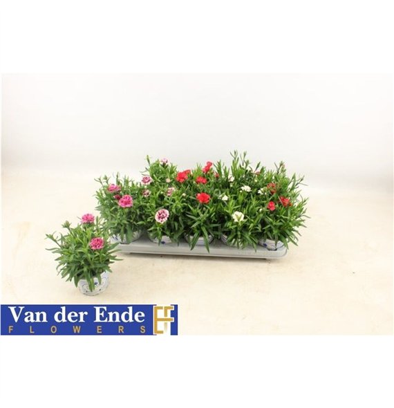Dianthus oscar mix 20cm 12cm Q1277