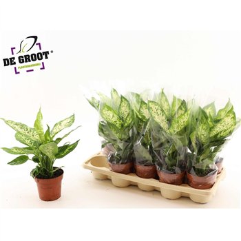 Dieffenbachia compacta 35cm 12cm Q1301