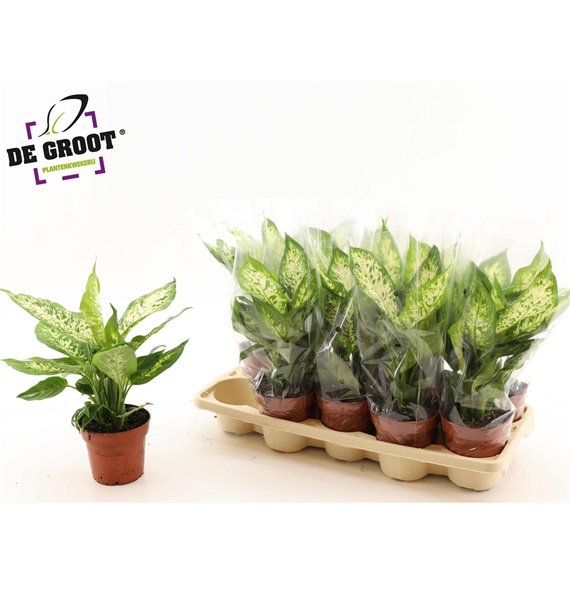 Dieffenbachia compacta 35cm 12cm Q1301