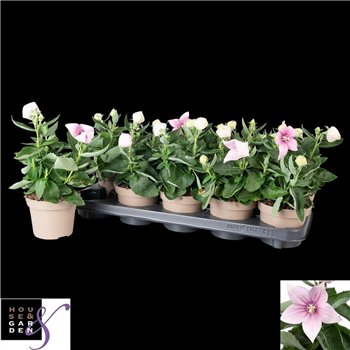 Platycodon grandiflorus astra pink Astra Pink 25cm 12cm Q1894
