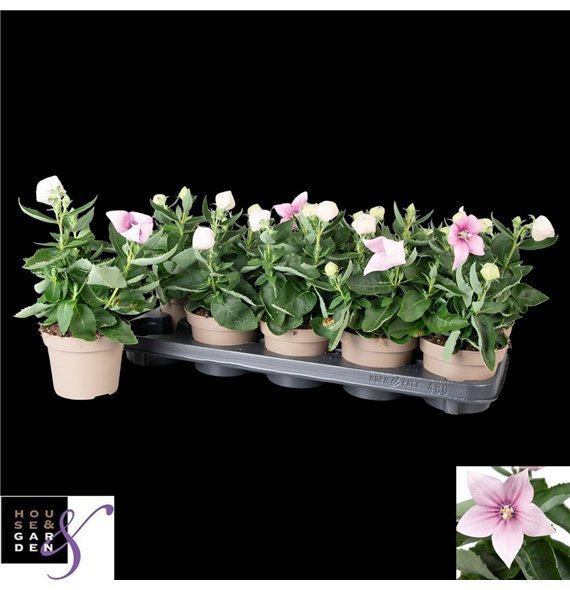 Platycodon grandiflorus astra pink Astra Pink 25cm 12cm Q1894