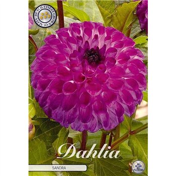 Dahlia Sandra X1 10cm 20cm Q1991