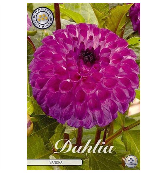 Dahlia Sandra X1 10cm 20cm Q1991