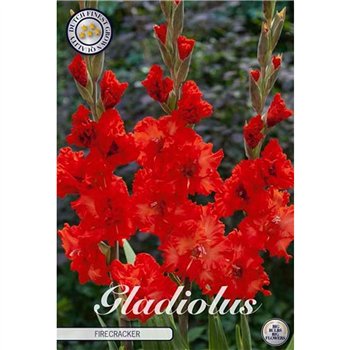 Dahlia Gladiolus Firecracker X10 10cm 20cm Q1992