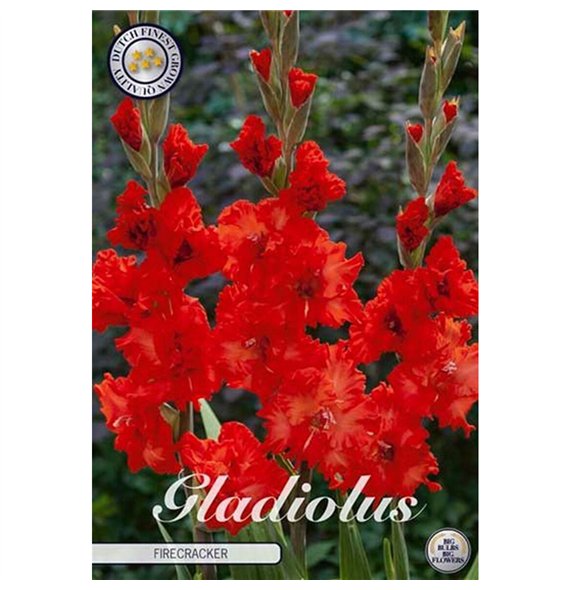 Dahlia Gladiolus Firecracker X10 10cm 20cm Q1992