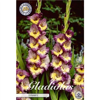 Dahlia Gladiolus Dynamite X10 10cm 20cm Q1993