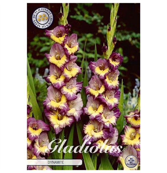 Dahlia Gladiolus Dynamite X10 10cm 20cm Q1993