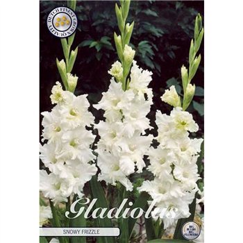 Dahlia Gladiolus Snowy Frizzle X10 10cm 20cm Q2013
