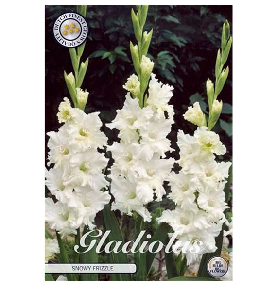 Dahlia Gladiolus Snowy Frizzle X10 10cm 20cm Q2013