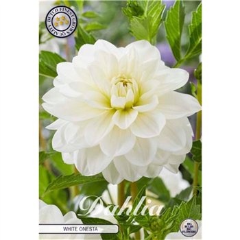Dahlia White Onesta X1 10cm 20cm Q2014