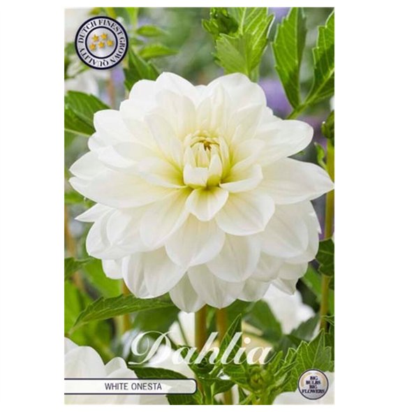 Dahlia White Onesta X1 10cm 20cm Q2014