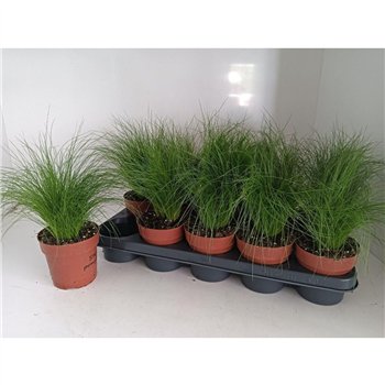 Stipa tenuifolia 27cm 12cm Q2073
