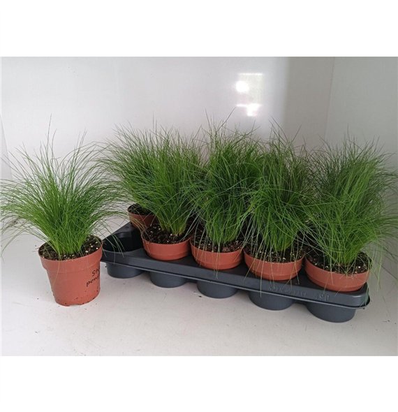 Stipa tenuifolia 27cm 12cm Q2073