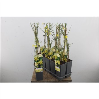 Jasminum nudiflorum 65cm 15cm Q2105