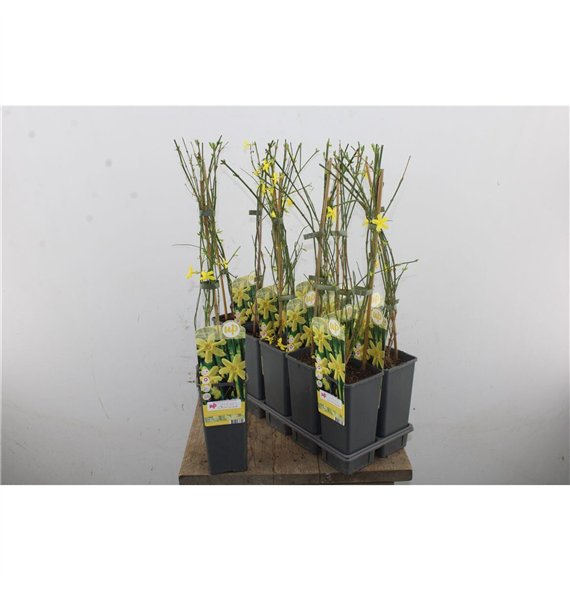 Jasminum nudiflorum 65cm 15cm Q2105