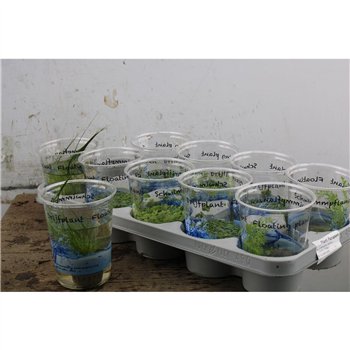 Water moeras plants drijfplanten m Waterplant Mix 12.5cm 12cm Q2115