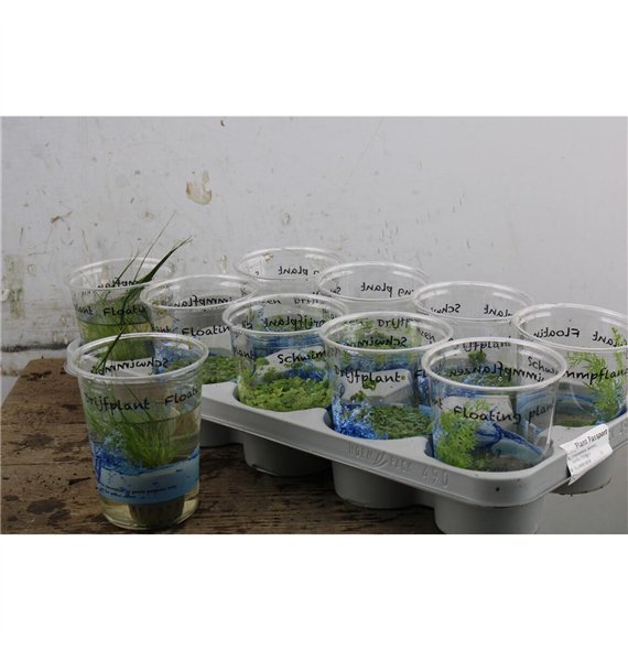 Water moeras plants drijfplanten m Waterplant Mix 12.5cm 12cm Q2115