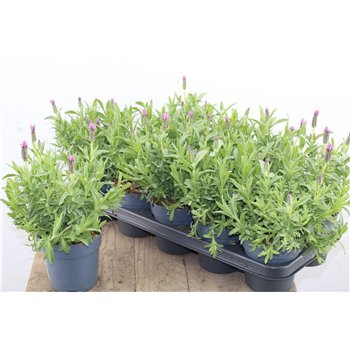 Lavandula stoechas fantasia early pink Stoechas Early Pink 30cm 12cm Q2687
