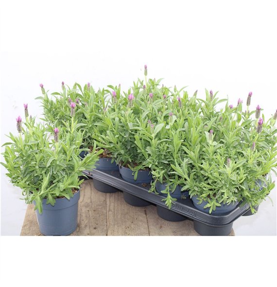 Lavandula stoechas fantasia early pink Stoechas Early Pink 30cm 12cm Q2687