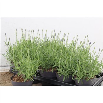 Lavandula hidcote angustifolia Lavendel Angustifolia Hidcote 24cm 12cm Q2691
