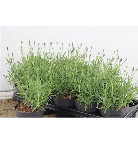 Lavandula hidcote angustifolia Lavendel Angustifolia Hidcote 24cm 12cm Q2691