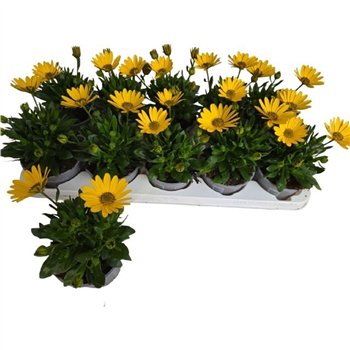 Osteospermum flowerpower yellow Osteo Marg Yellow 20cm 10.5cm Q3496