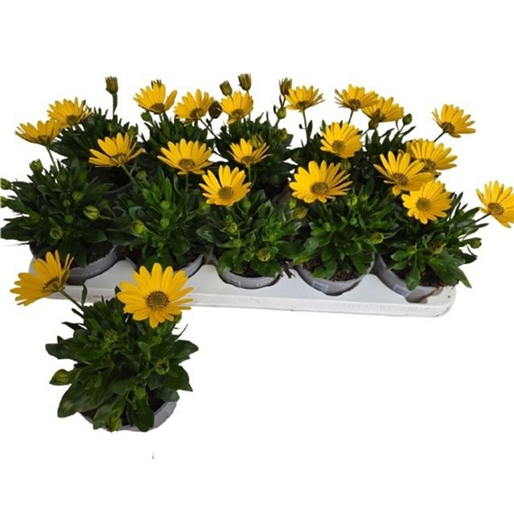 Osteospermum flowerpower yellow Osteo Marg Yellow 20cm 10.5cm Q3496