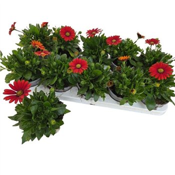 Osteospermum flowerpower red Osteo Marg Red 20cm 10.5cm Q3497