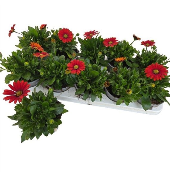 Osteospermum flowerpower red Osteo Marg Red 20cm 10.5cm Q3497