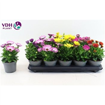 Osteospermum mix Osteo Marg Mix 22cm 12cm Q3500