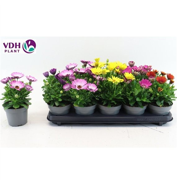 Osteospermum mix Osteo Marg Mix 22cm 12cm Q3500