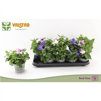 Platycodon grandiflorus mix Mix 20cm 12cm Q3865