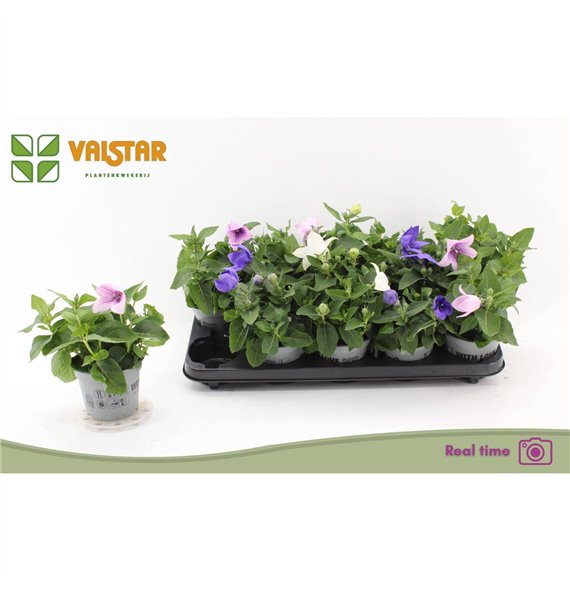 Platycodon grandiflorus mix Mix 20cm 12cm Q3865