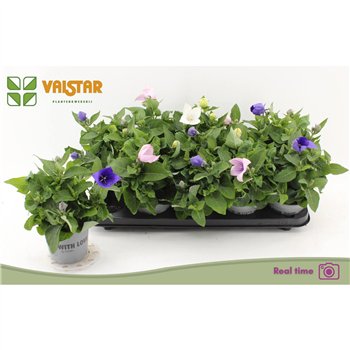 Platycodon grandiflorus mix 20cm 12cm Q3866