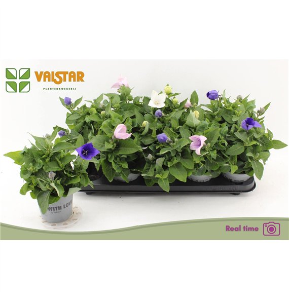 Platycodon grandiflorus mix 20cm 12cm Q3866