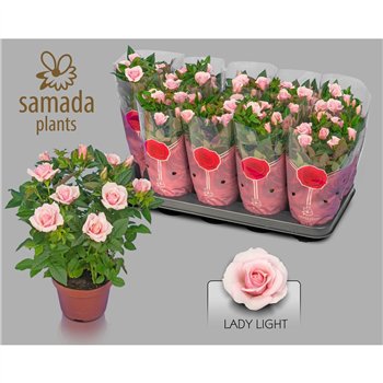 Vrtnica lady star Lady Star Pink 30cm 12cm Q5085