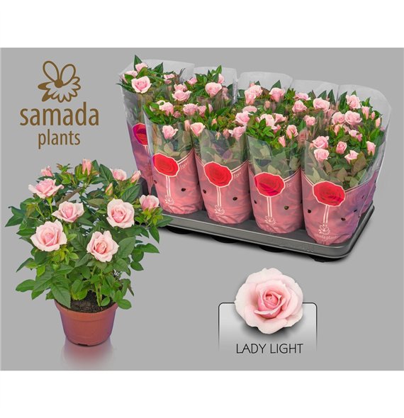 Vrtnica lady star Lady Star Pink 30cm 12cm Q5085