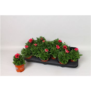 Petunia potunia neon Neon 20cm 10.5cm Q756